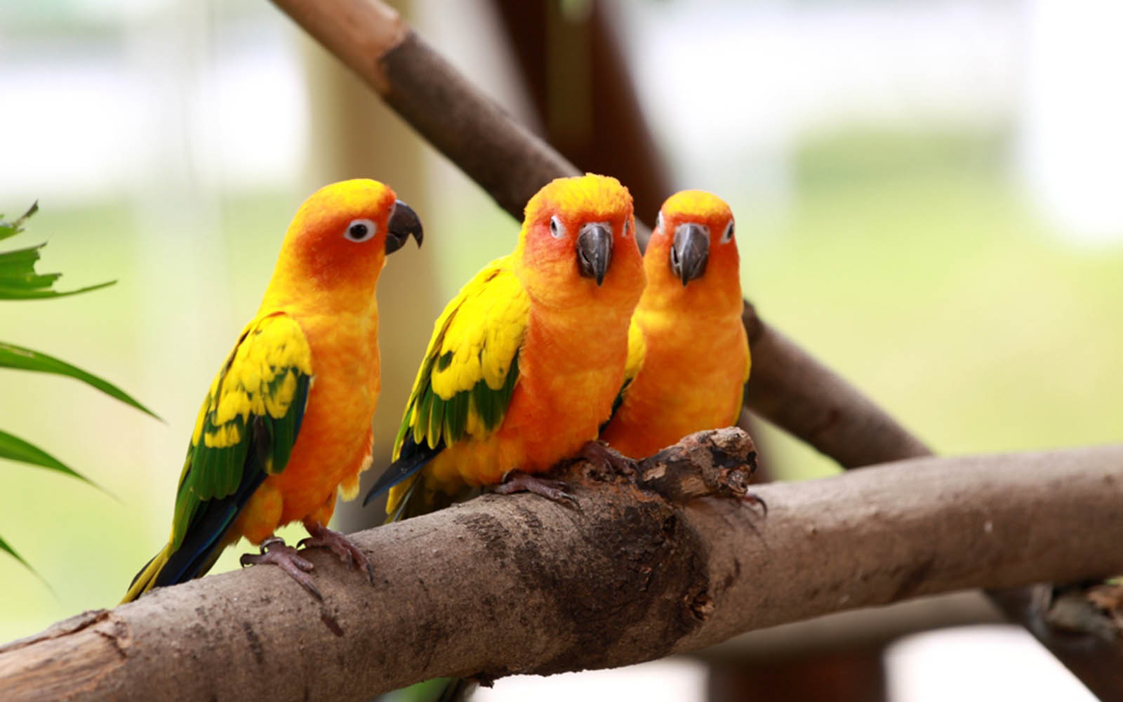 Wallpaper Lovebird - 3 Colorful Love Bird's - HD Wallpaper 