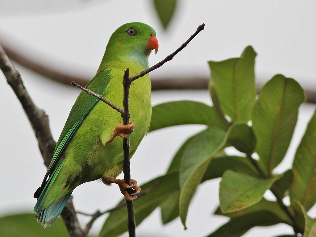 Budgie - HD Wallpaper 