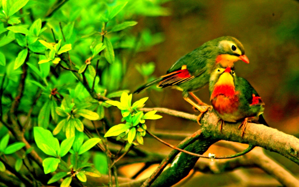 Birds Images Hd Free Download - HD Wallpaper 