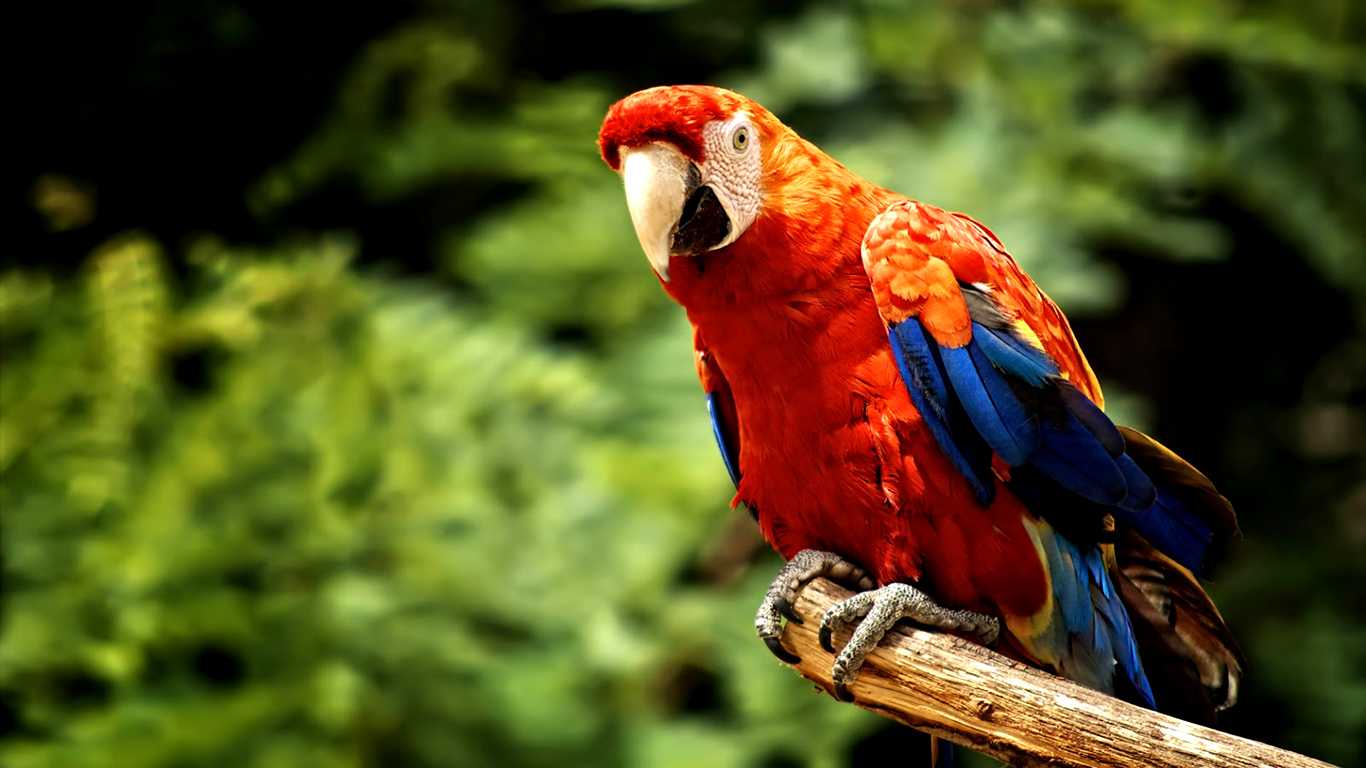 Colour Parrot - HD Wallpaper 