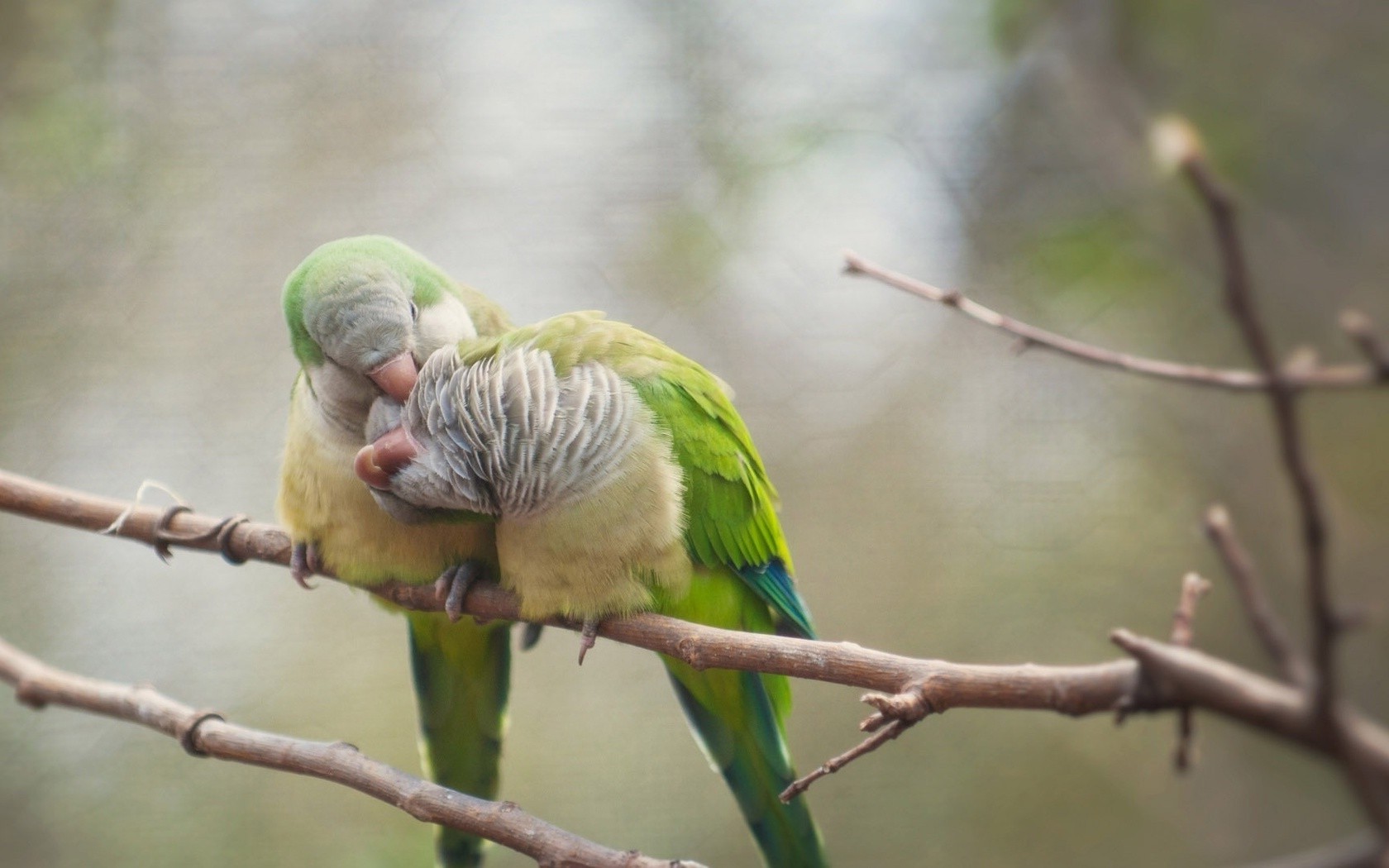 Monk Parakeet - HD Wallpaper 