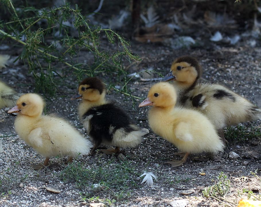 Duckling, Fluffy, Cute, Birds, Small, Yellow, Young - Duck - HD Wallpaper 