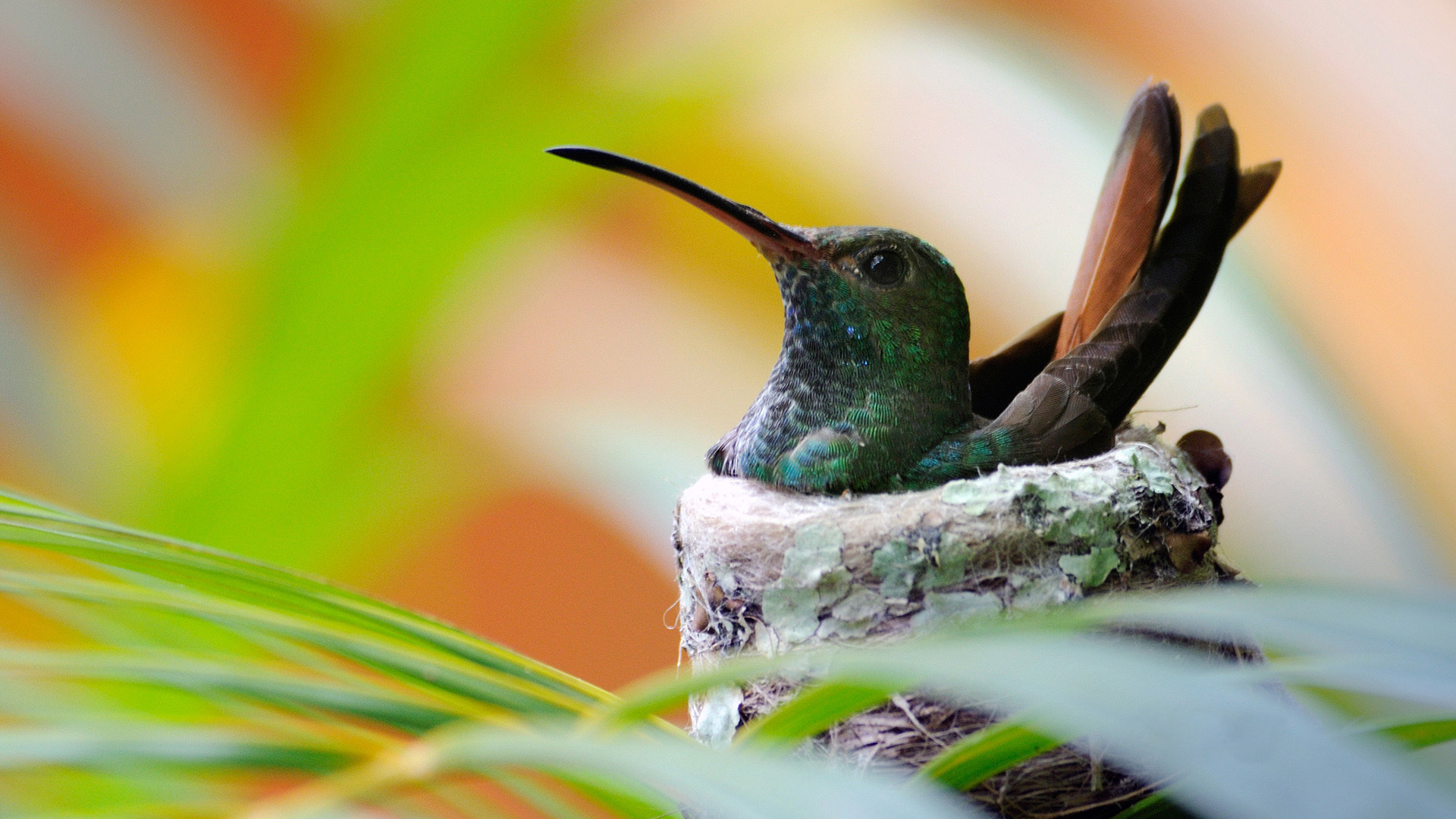 Hummingbirds Wallpaper Nest - HD Wallpaper 
