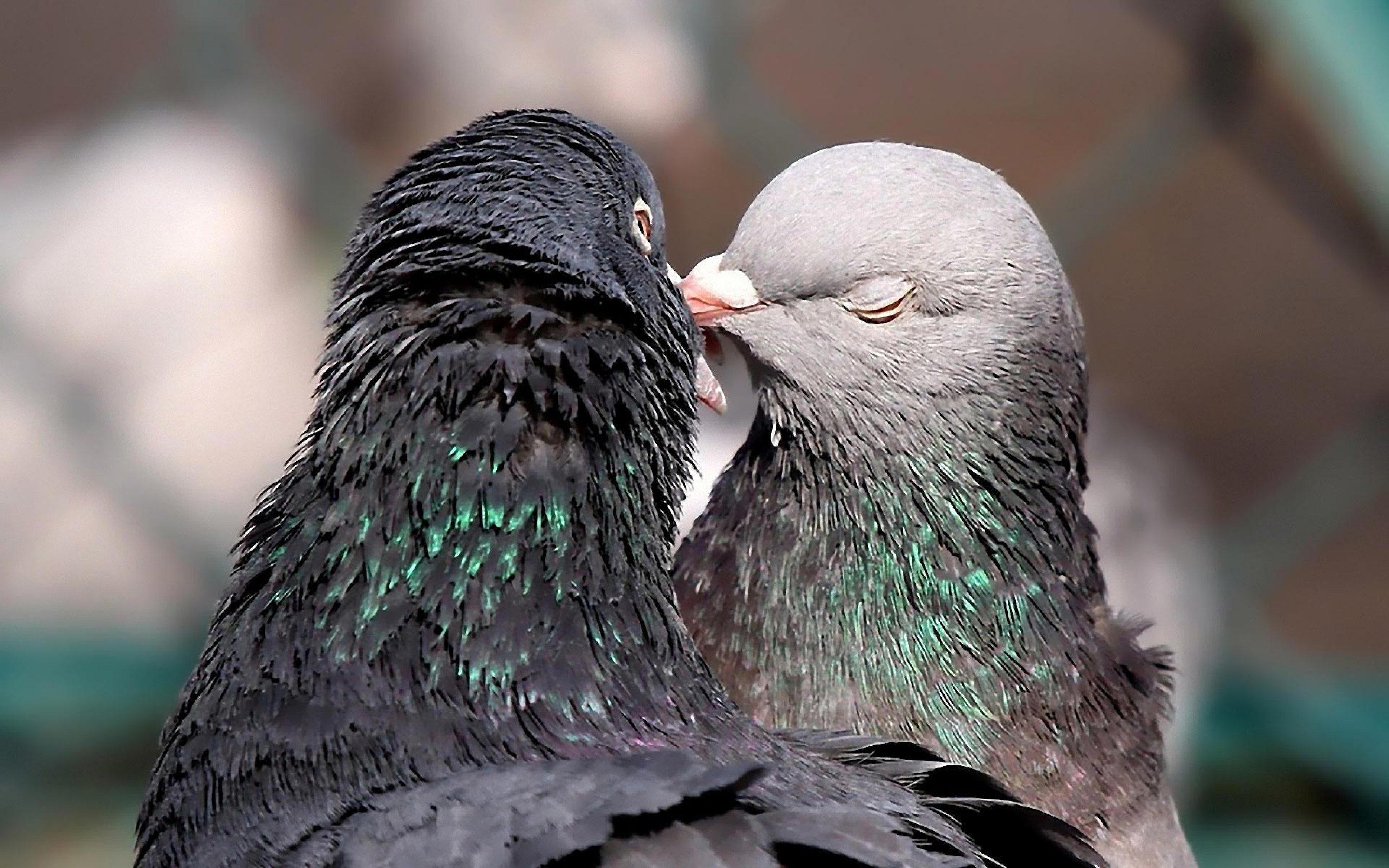 Bird Dove Kissing Hd Wallpapers Cute Birds Kissing x1800 Wallpaper Teahub Io Bird Dove Kissing Hd Wallpapers Cute Birds Kissing x1800 Wallpaper Teahub Io