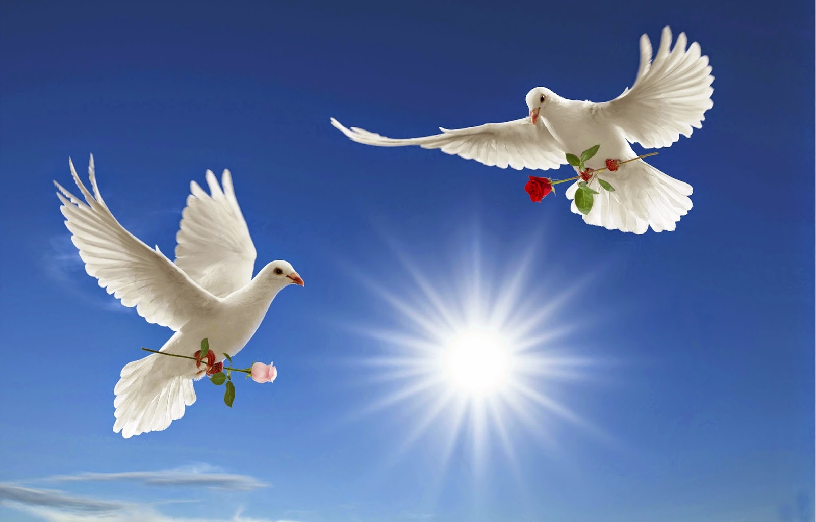 Very Cute Love Pigeons Wallpapers Free Download - International Day Of Peace 2017 Theme - HD Wallpaper 