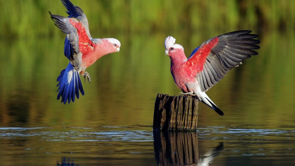 Love Birds Wallpaper Wallpapers For Free Download About - Full Hd Wallpaper Download For Android Phone - 1024x576 Wallpaper Love Birds Wallpaper Wallpapers For Free Download About - Full Hd Wallpaper Download For Android Phone - 1024x576 Wallpaper
