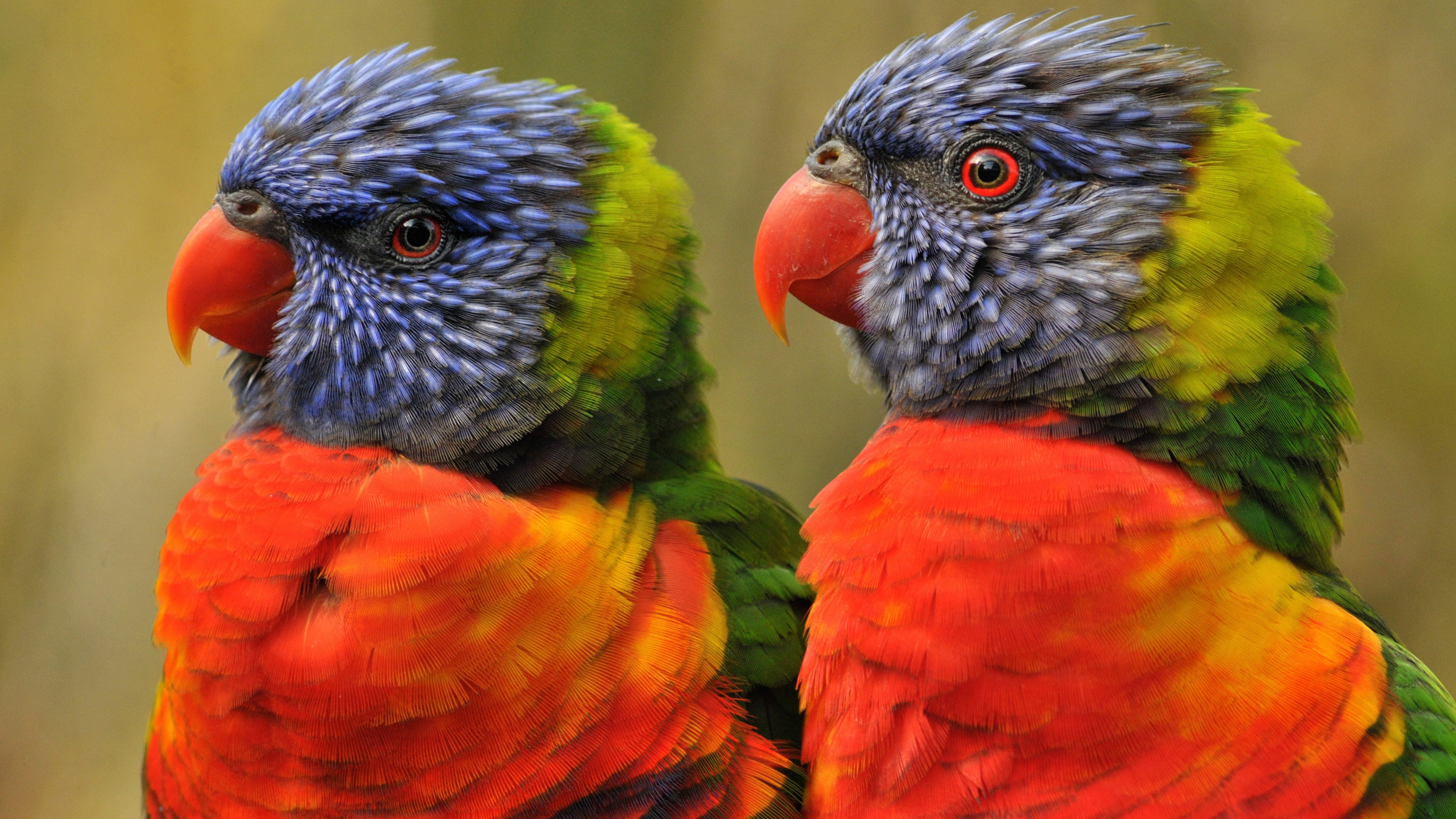 Love Birds Wallpaper Hd - HD Wallpaper 