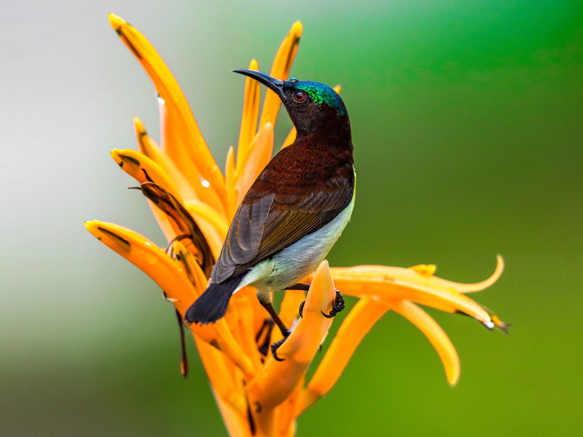 Indian Small Birds Name - HD Wallpaper 