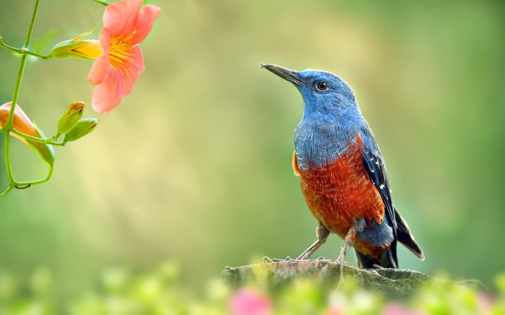 Colorful Cute Birds Hd - HD Wallpaper 