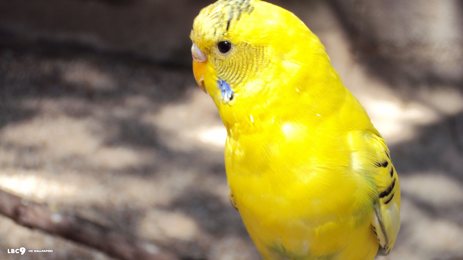 Budgie Wallpaper / Birds Hd Backgrounds - HD Wallpaper 
