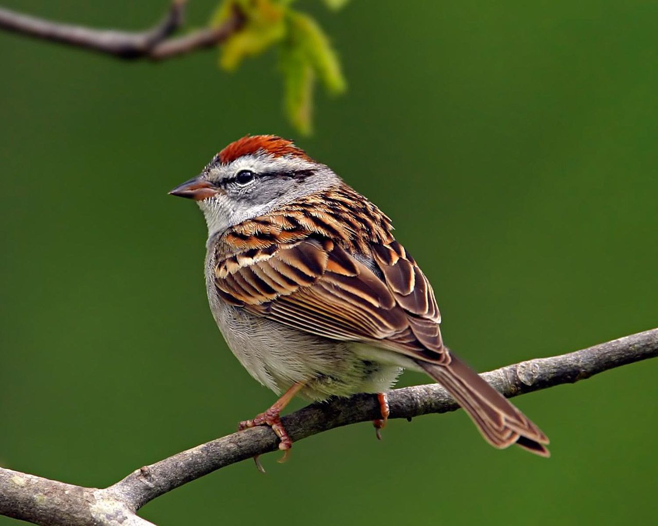 Birds Hd Photography - HD Wallpaper 