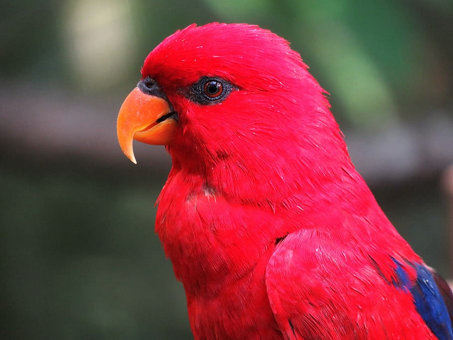 Photo Of Red And Blue Bird During Daytime, Parrot, - Pink Parrot Red Parrot - HD Wallpaper 