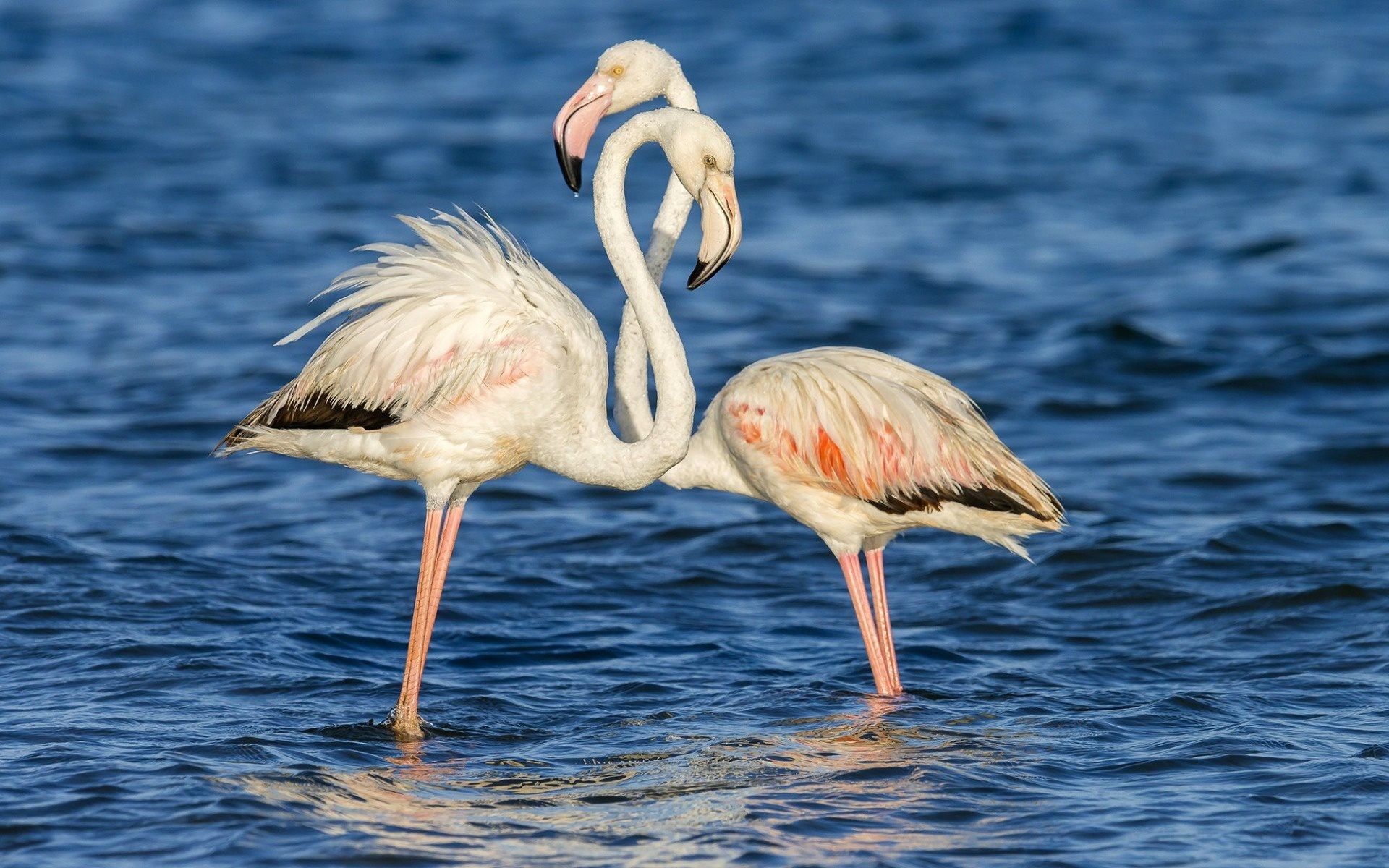 Flamingo Hd Backgrounds - Wallpaper - HD Wallpaper 