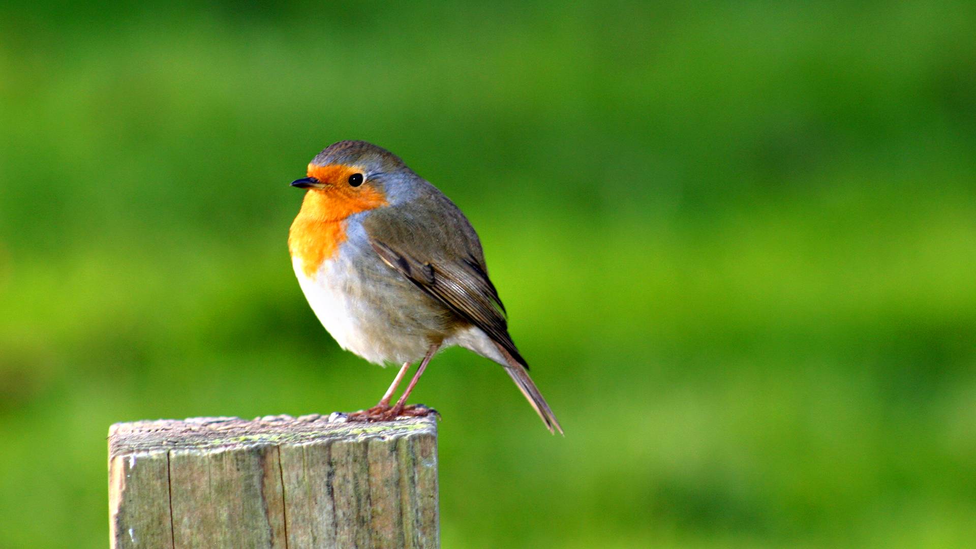 Love Birds Wallpapers Hd Free Download For Desktop - Bird Desktop Wallpaper Hd - 1920x1080 Wallpaper Love Birds Wallpapers Hd Free Download For Desktop - Bird Desktop Wallpaper Hd - 1920x1080 Wallpaper
