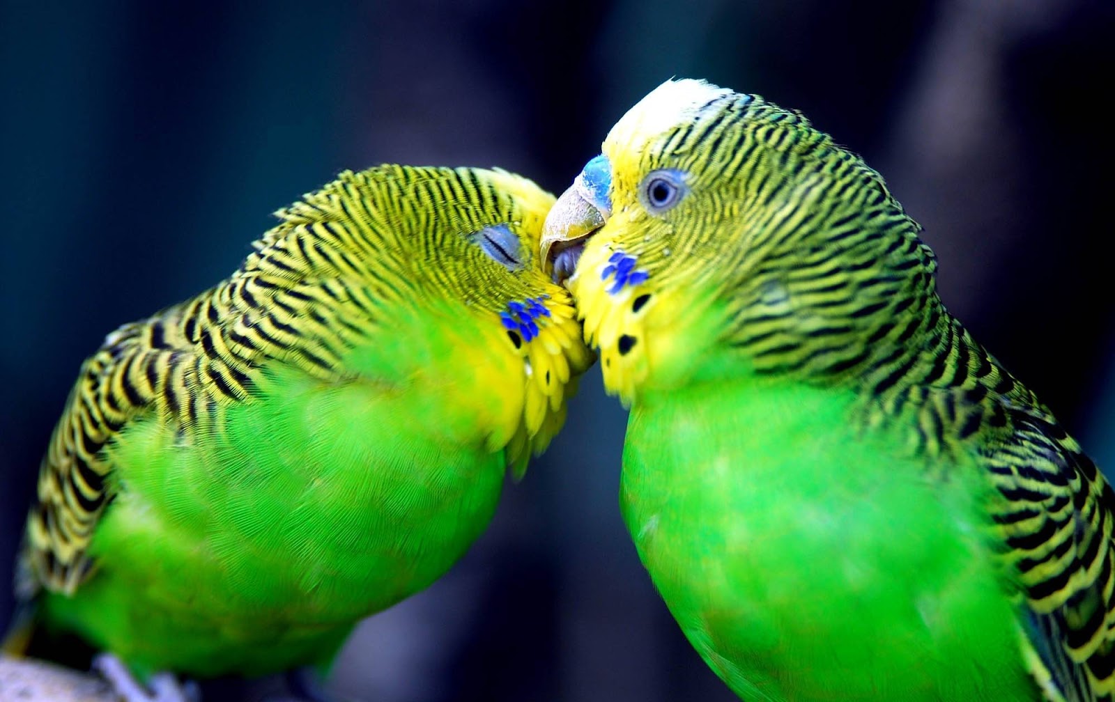 Parrot Kiss - HD Wallpaper 