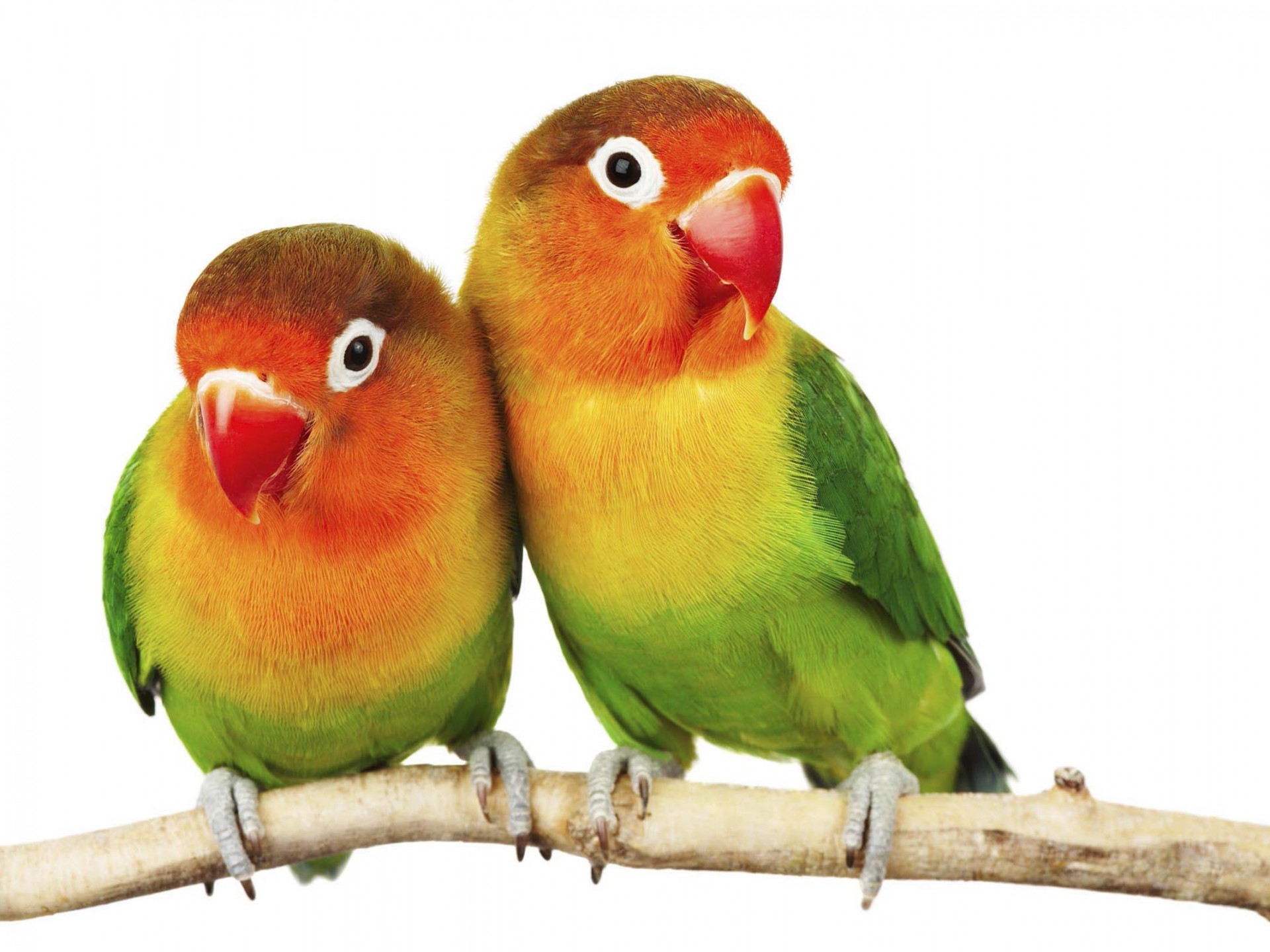 Fischer Lovebird - HD Wallpaper 