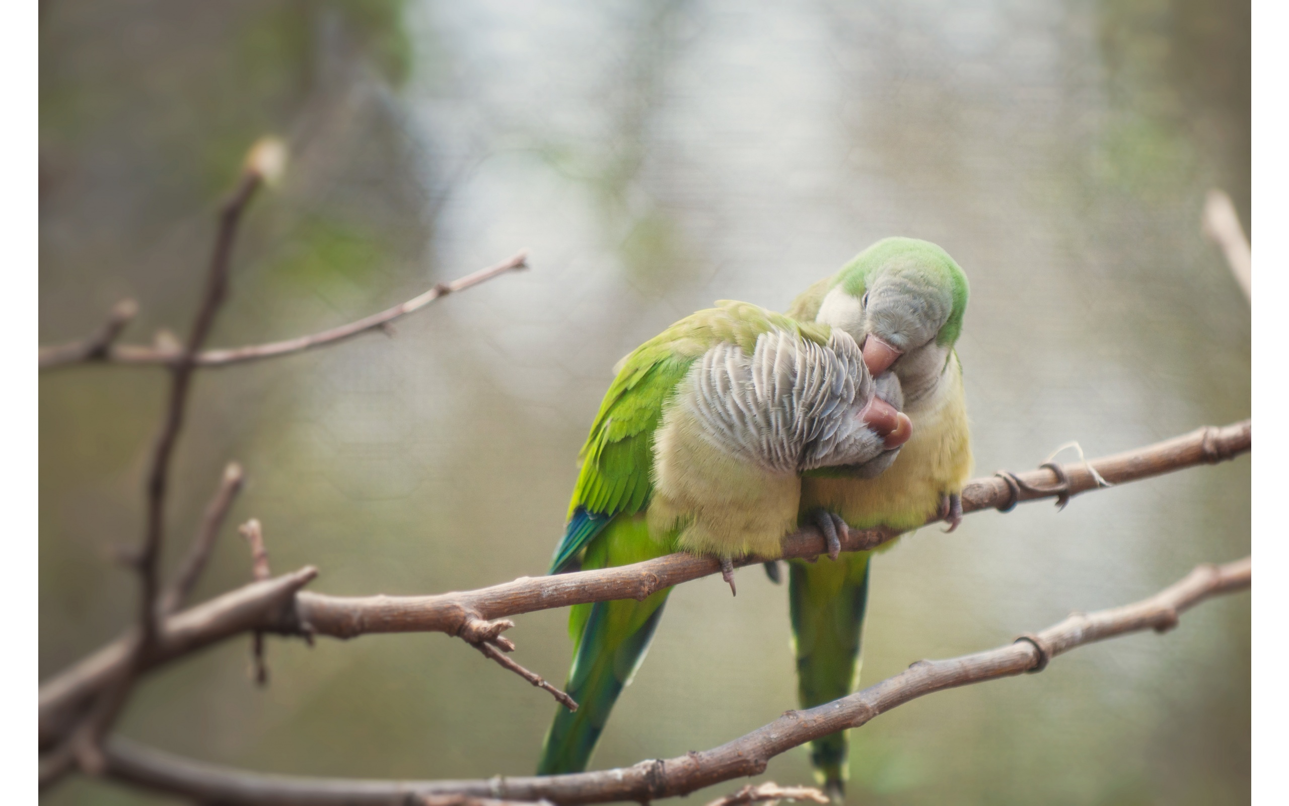 Beautiful Romantic Bird Couple - HD Wallpaper 