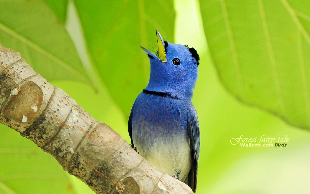Beautiful Birds - HD Wallpaper 