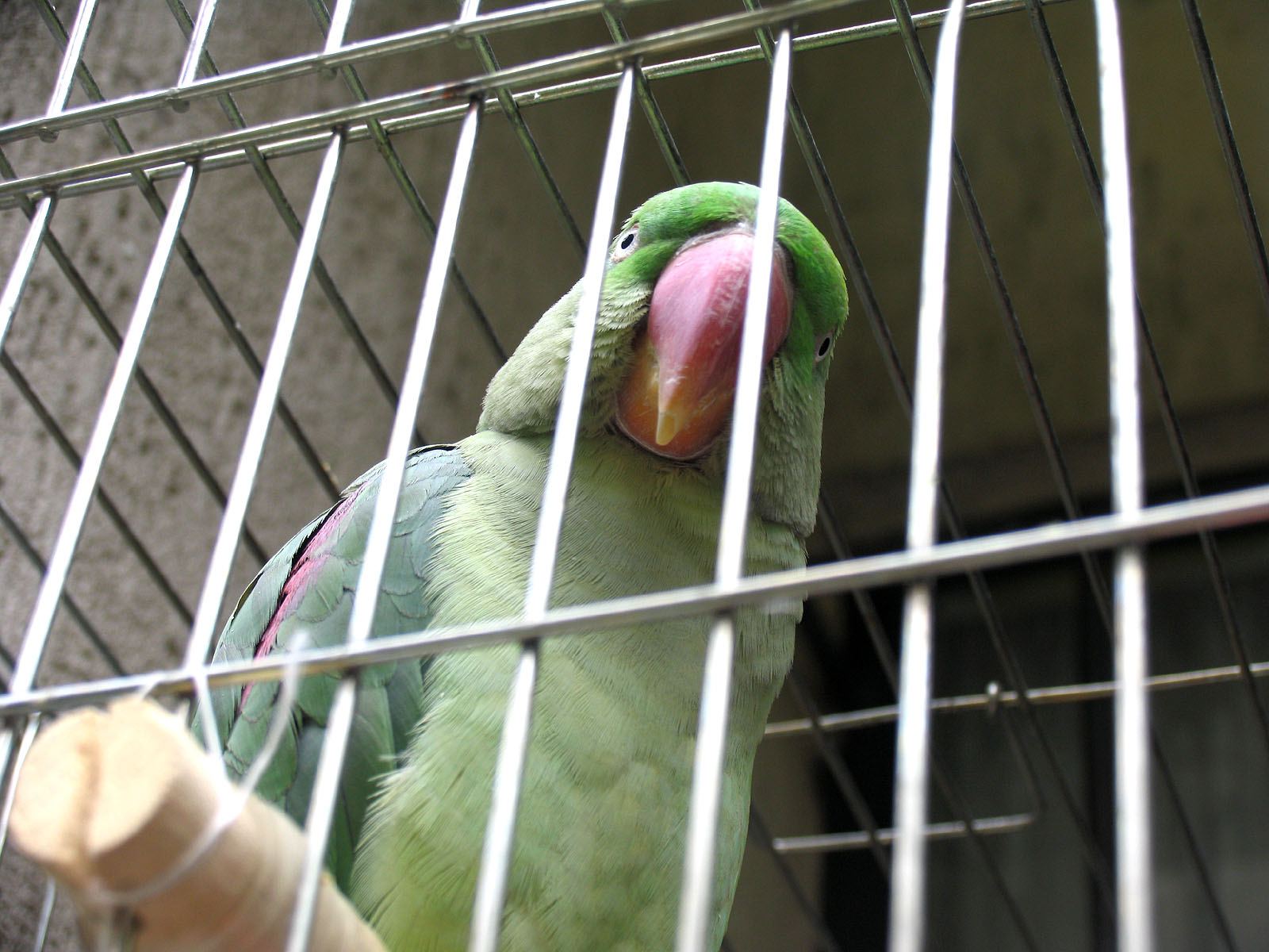 Green Parrot Pics Wallpaper - Parrot In India In Cage - HD Wallpaper 