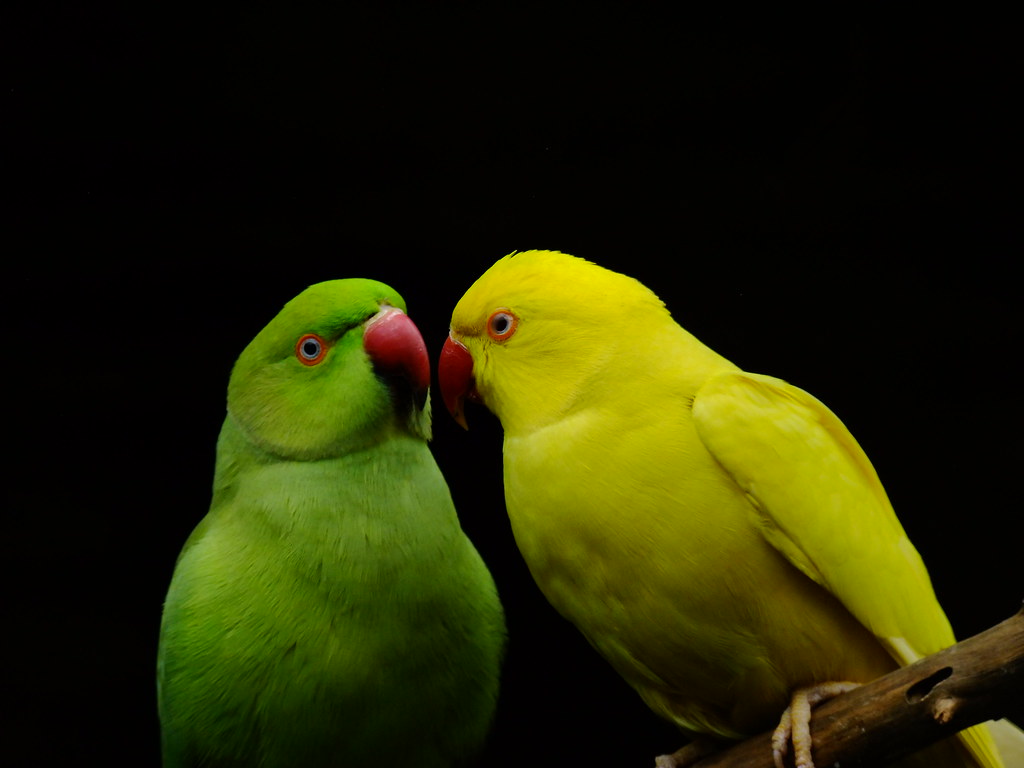 Budgie - HD Wallpaper 