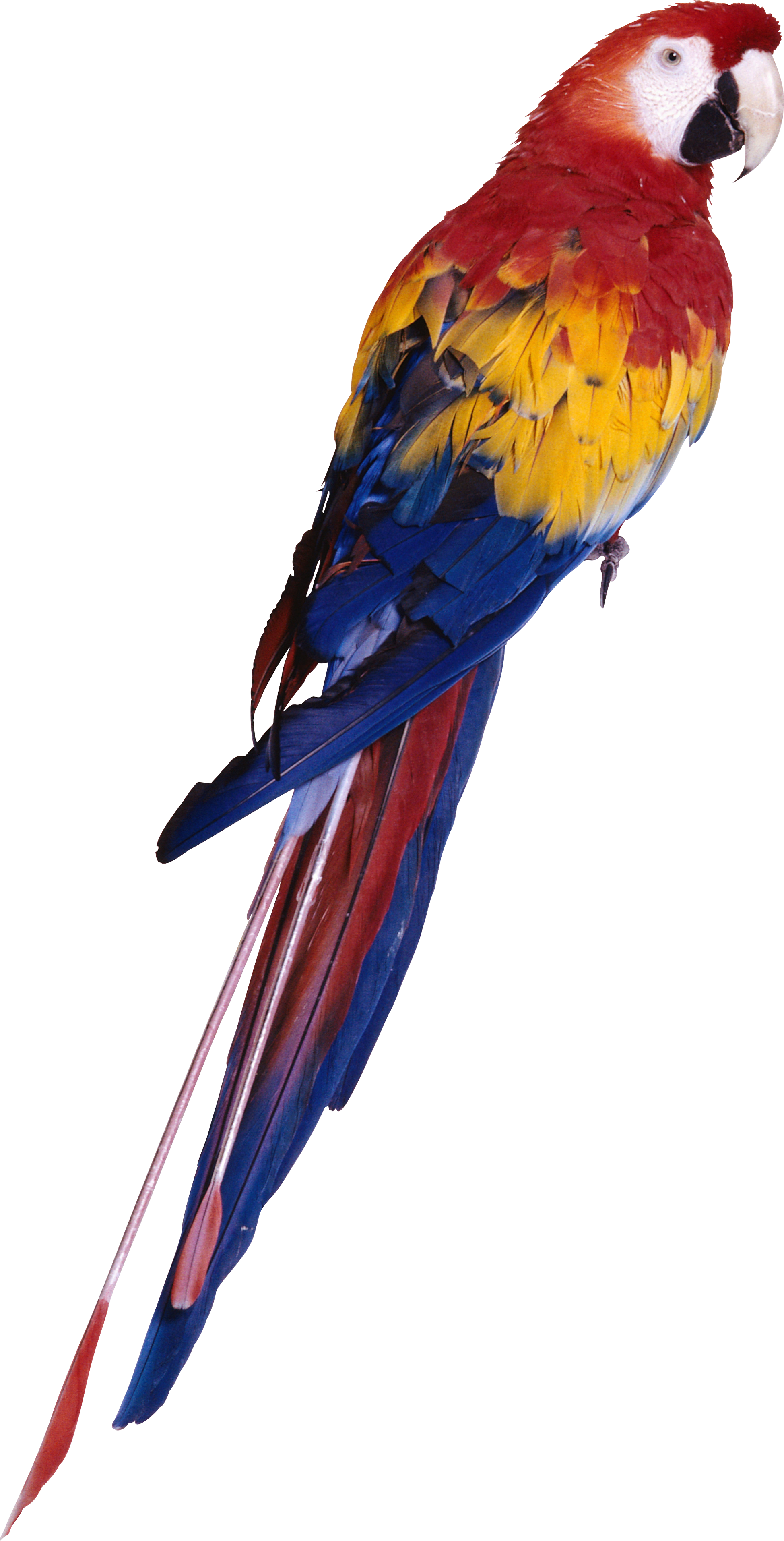 Parrot Png Images, Free Download - Parrot Png Full Hd - HD Wallpaper 