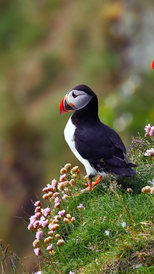 Atlantic Puffins Iphone Wallpaper - Puffin Wallpaper Iphone - HD Wallpaper 
