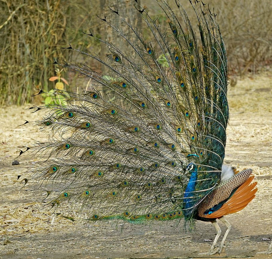 Indian, National, Bird, Peacock Dancing, Wildlife, - Peafowl - HD Wallpaper 