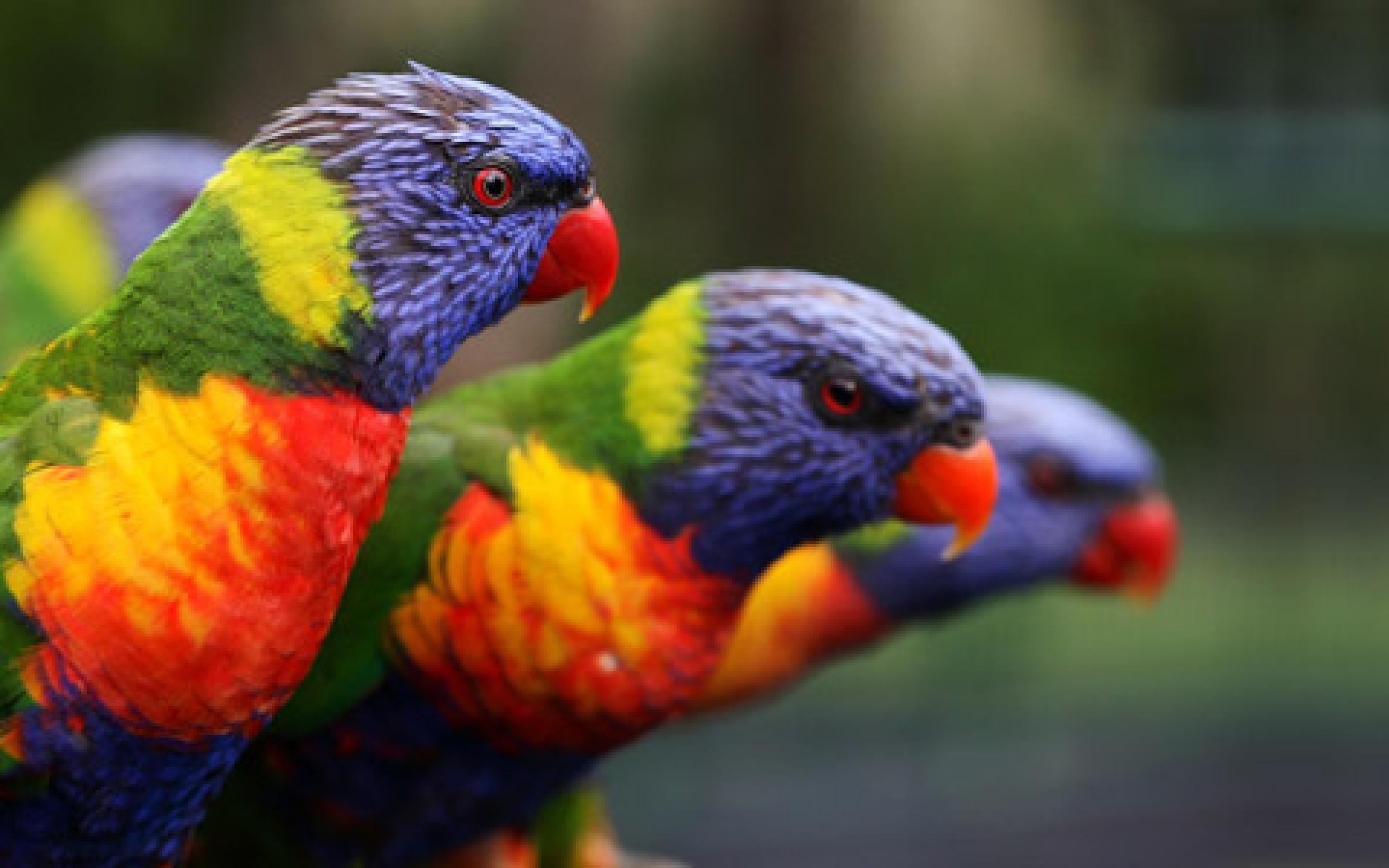 Parrots Wallpapers Downloads Free 1920ã1200 Parrots - Parrot Singular And Plural - HD Wallpaper 