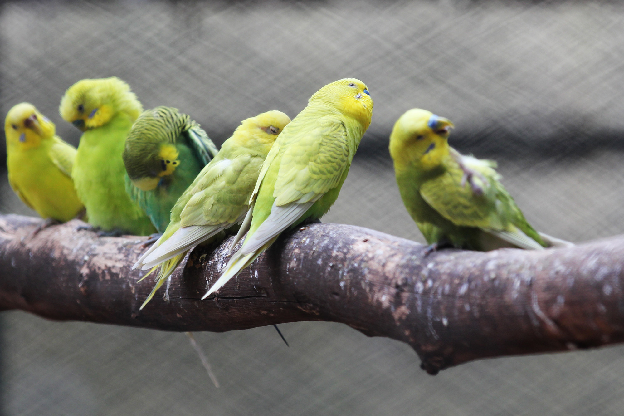 Birds Wallpapers Â - Budgie - HD Wallpaper 