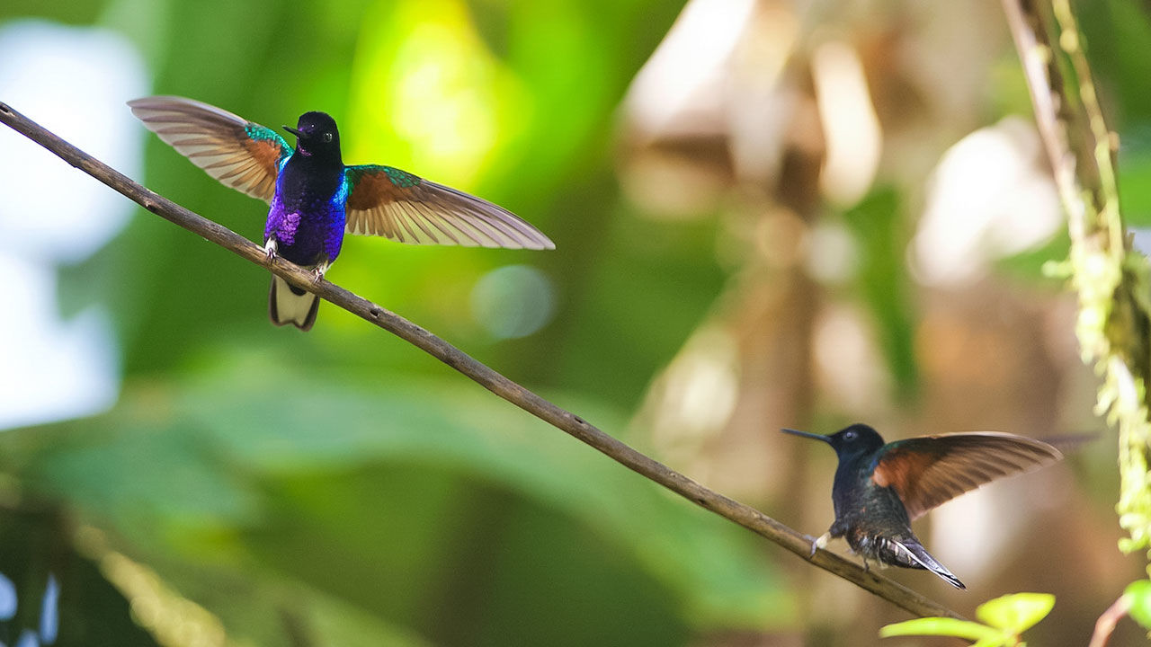 Latest Hd Wallpapers Free Download Smileandspeak - Endangered Birds And Animals - HD Wallpaper 