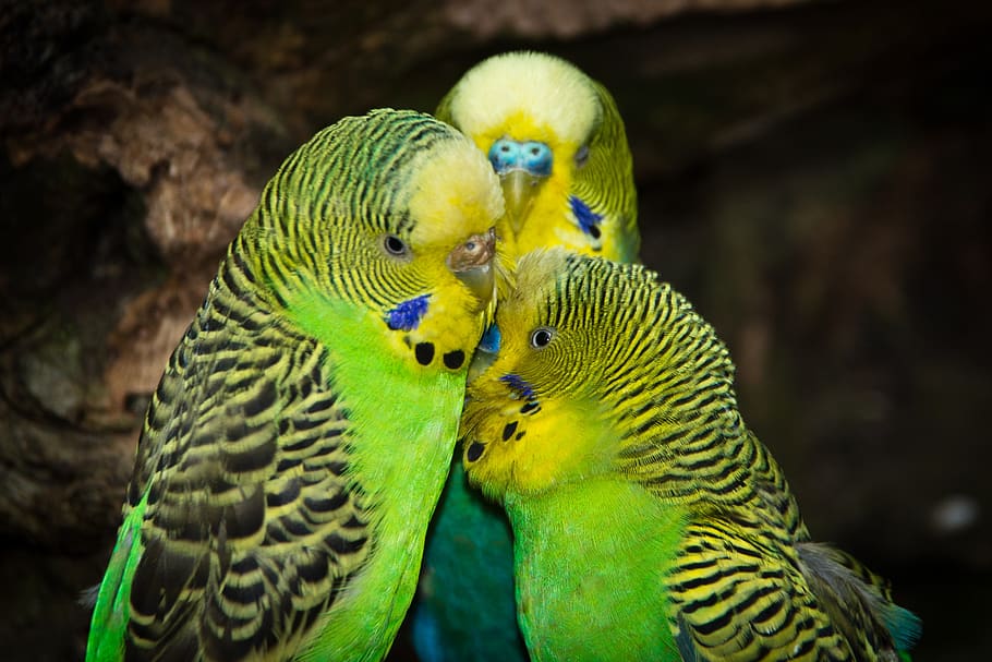 Budgerigars, Birds, Animal World, Parakeet, Creature, - Australian Parakeet - HD Wallpaper 