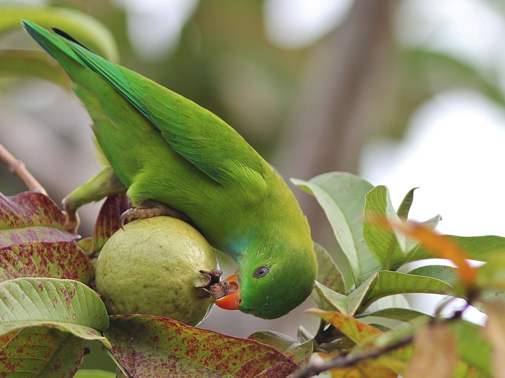 Parrot - HD Wallpaper 