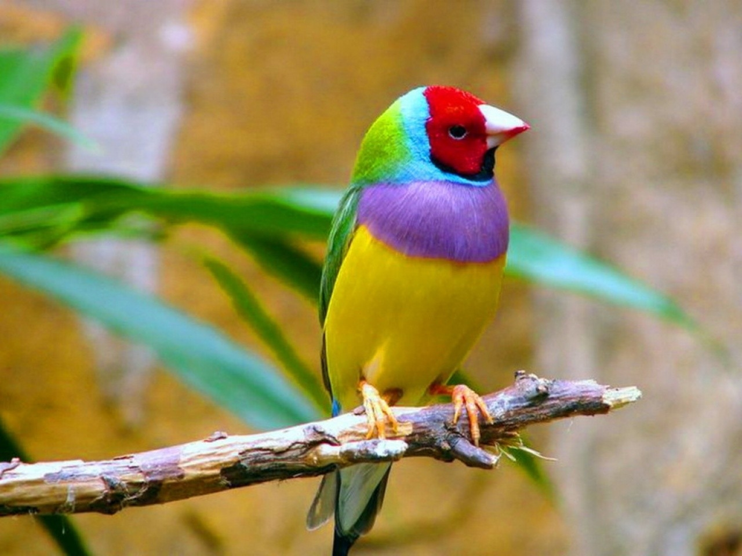Beautiful Birds - HD Wallpaper 