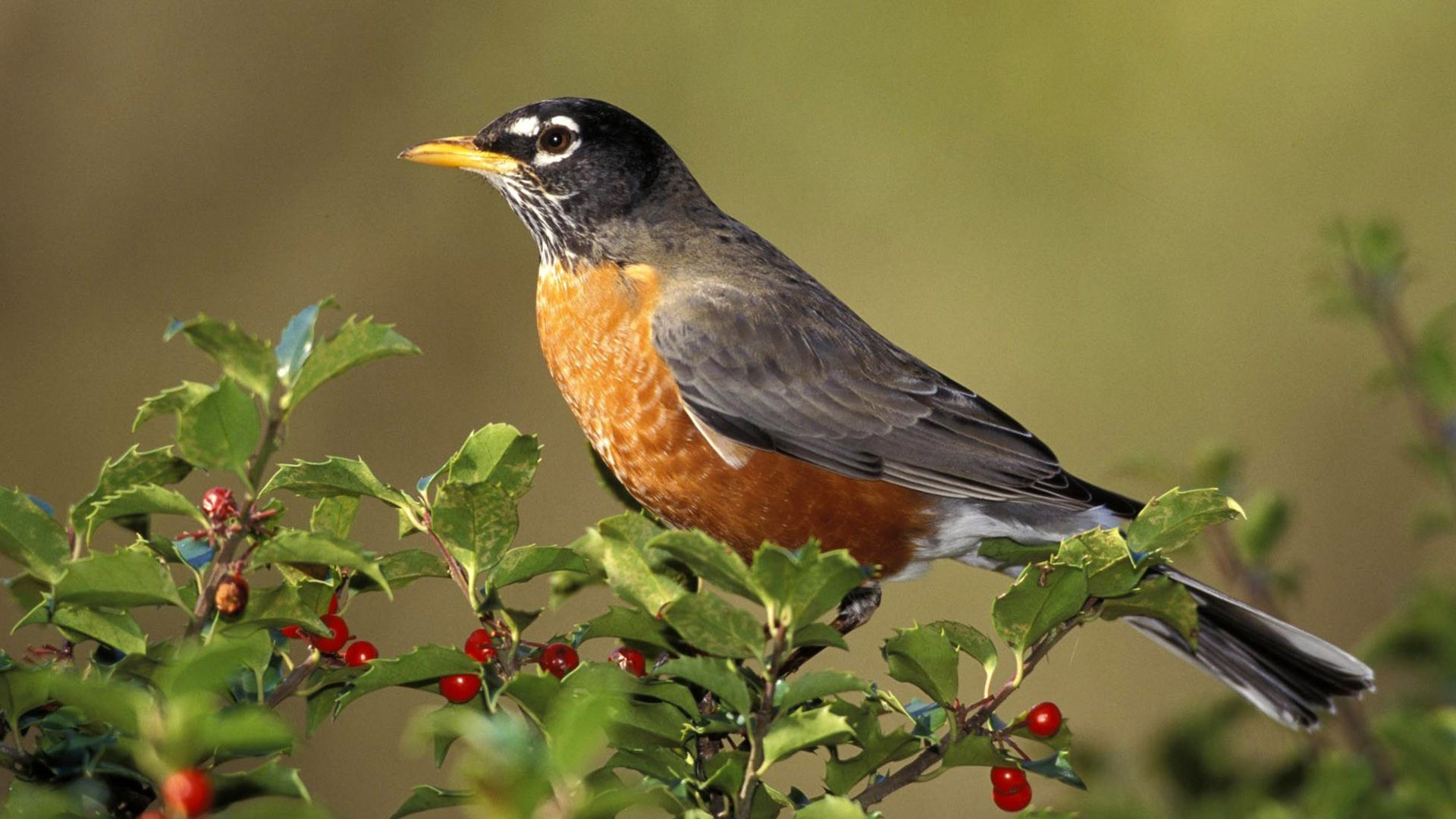 Latest Hd Wallpapers Free Download Smileandspeak - Bird Images Hd Download - HD Wallpaper 