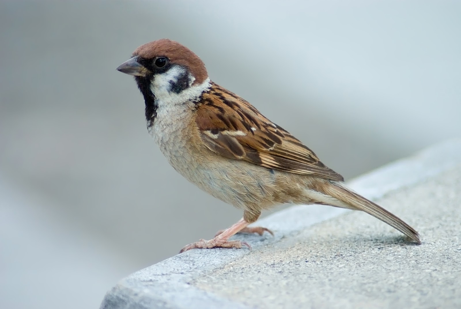 Desktop Birds Wallpaper Hd Free Download - Eurasian Tree Sparrow - HD Wallpaper 