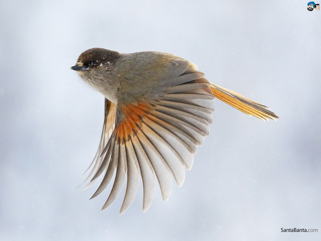 Flying Birds Wallpapers Free Download - Small Bird With Beautiful Wings - HD Wallpaper 
