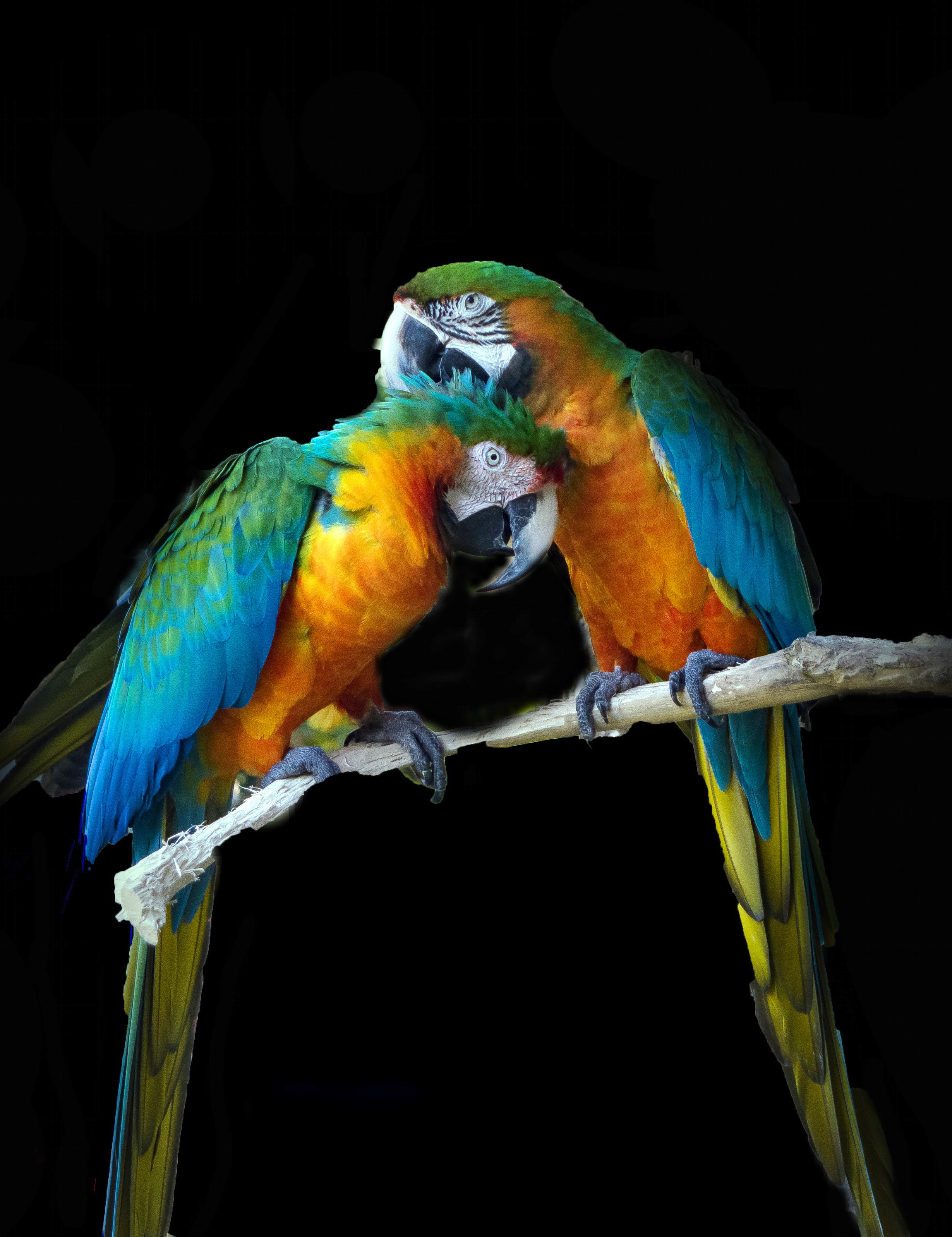 Burung Lovebird - HD Wallpaper 