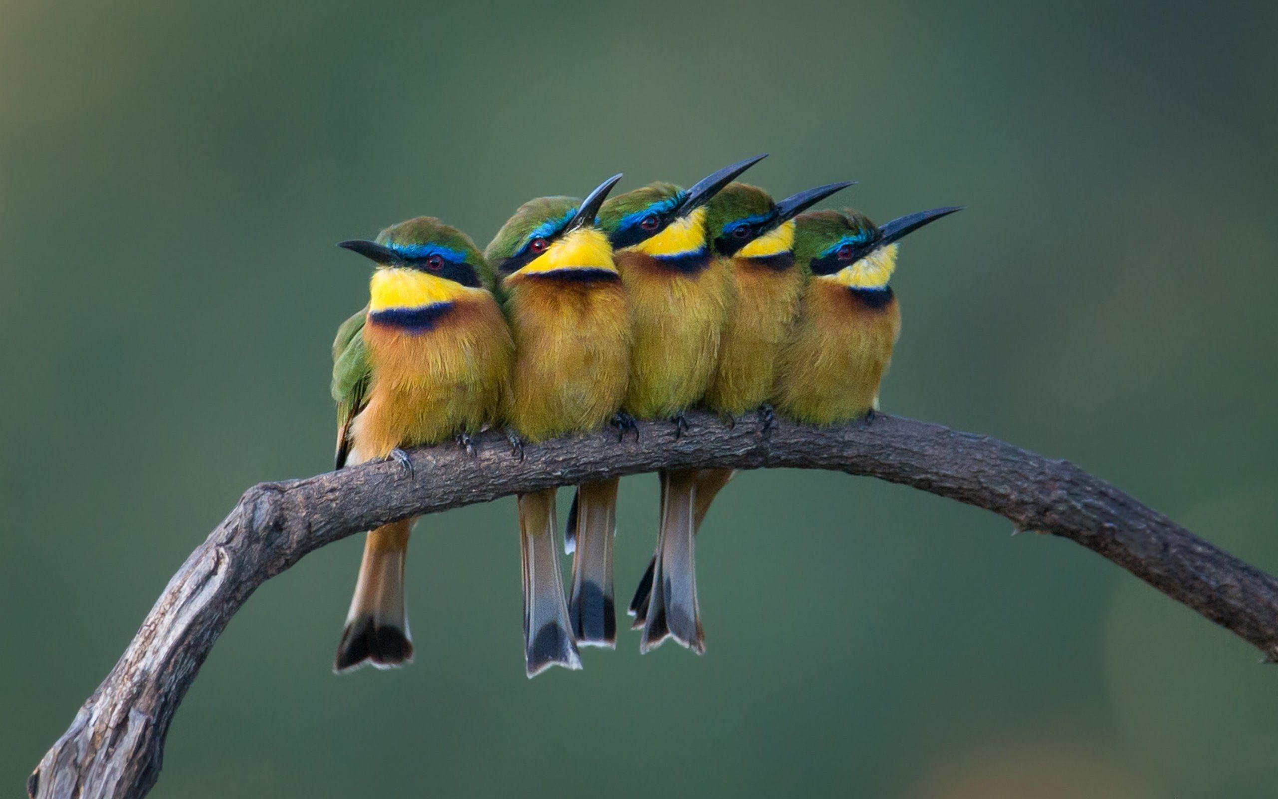 Birds Wallpaper Hd Free Download - Bee Eater On Branch - HD Wallpaper 