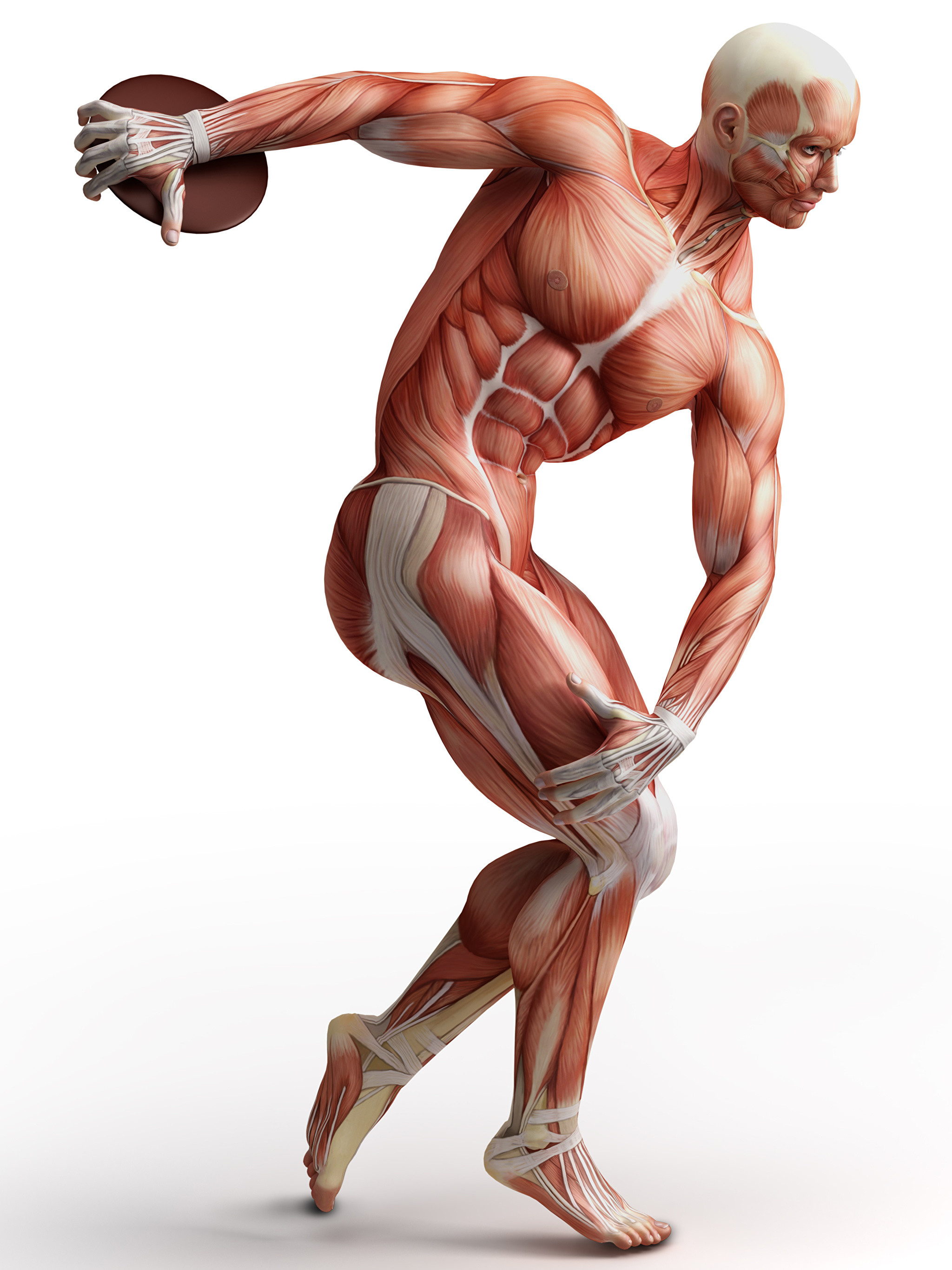 2048x2732, Wallpaper Men Muscle Human Anatomy White - Muscle Anatomy