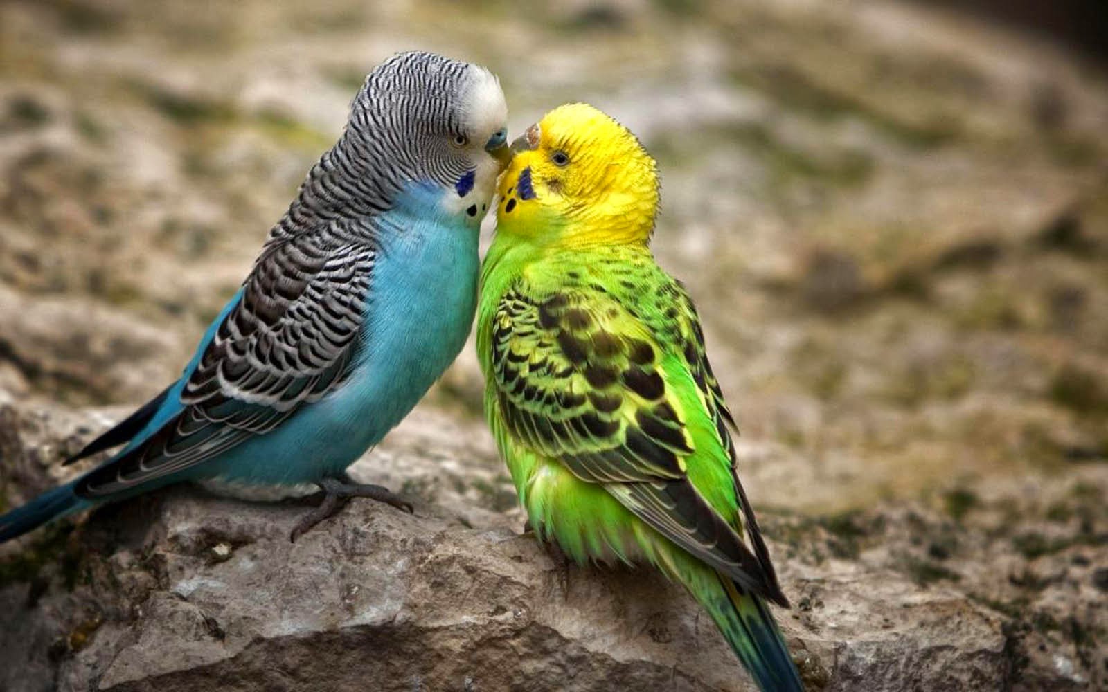 New Love Birds - HD Wallpaper 
