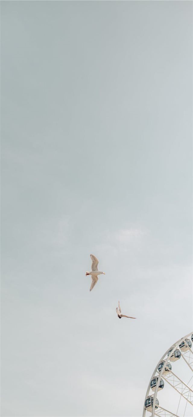 Two Birds On Flight Iphone X Wallpaper - Swallow - HD Wallpaper 