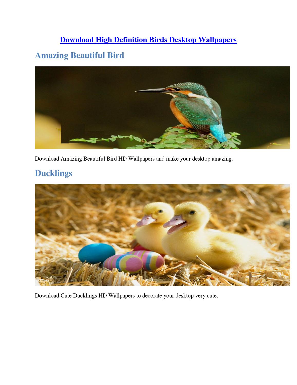 Bee Eater - HD Wallpaper 