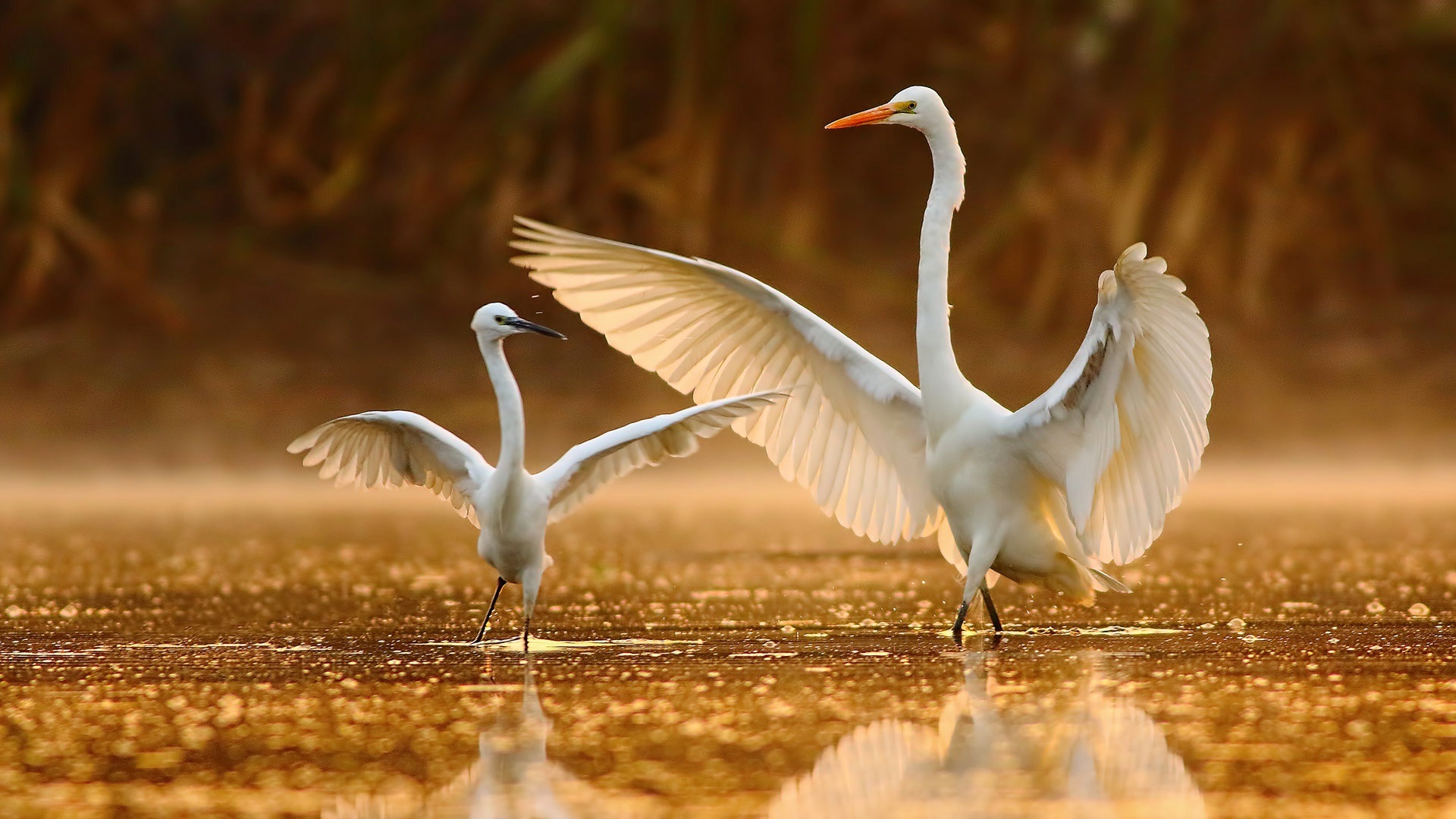 Bhitarkanika National Park Bird - HD Wallpaper 