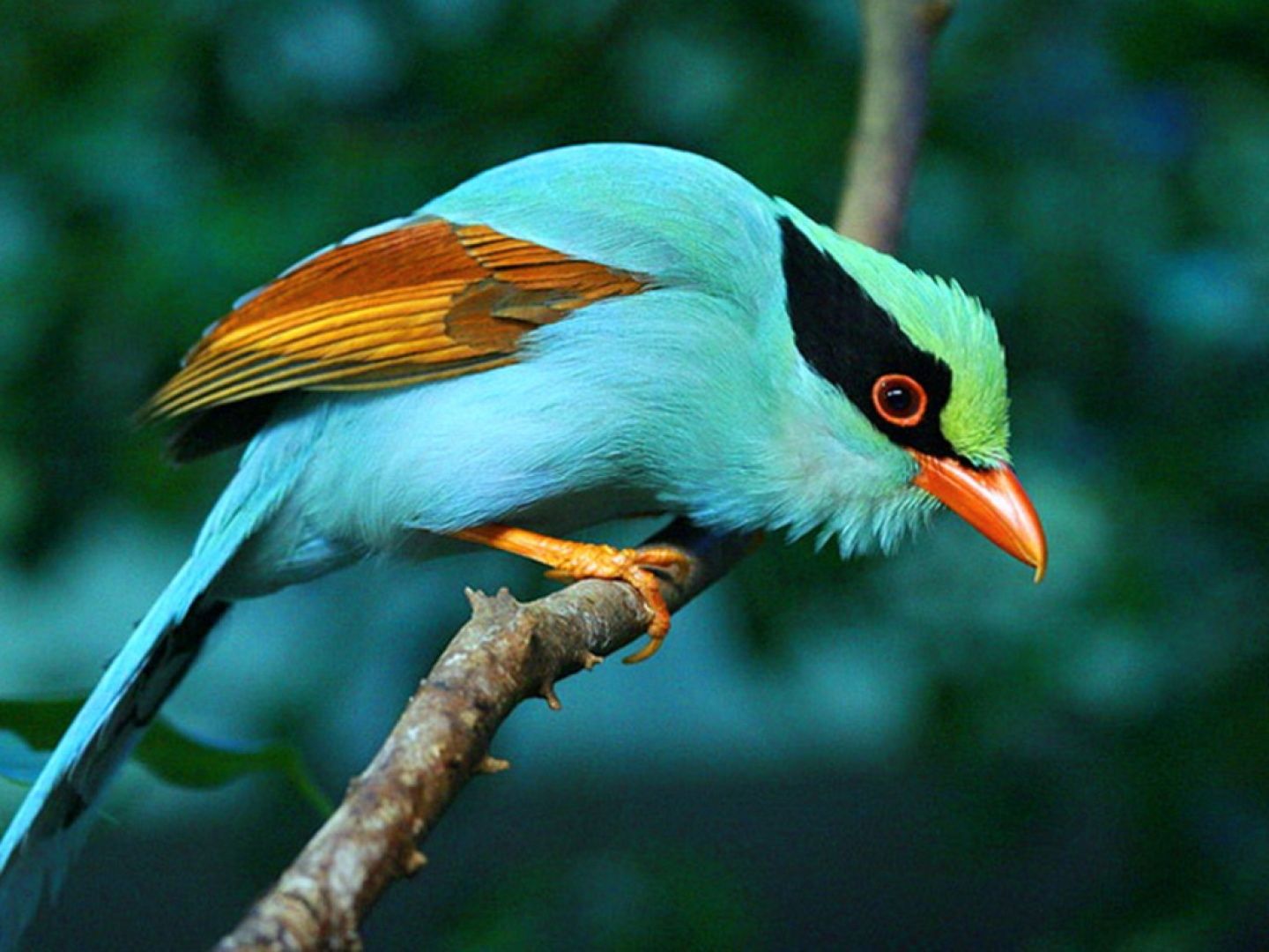 Bird Hd - HD Wallpaper 