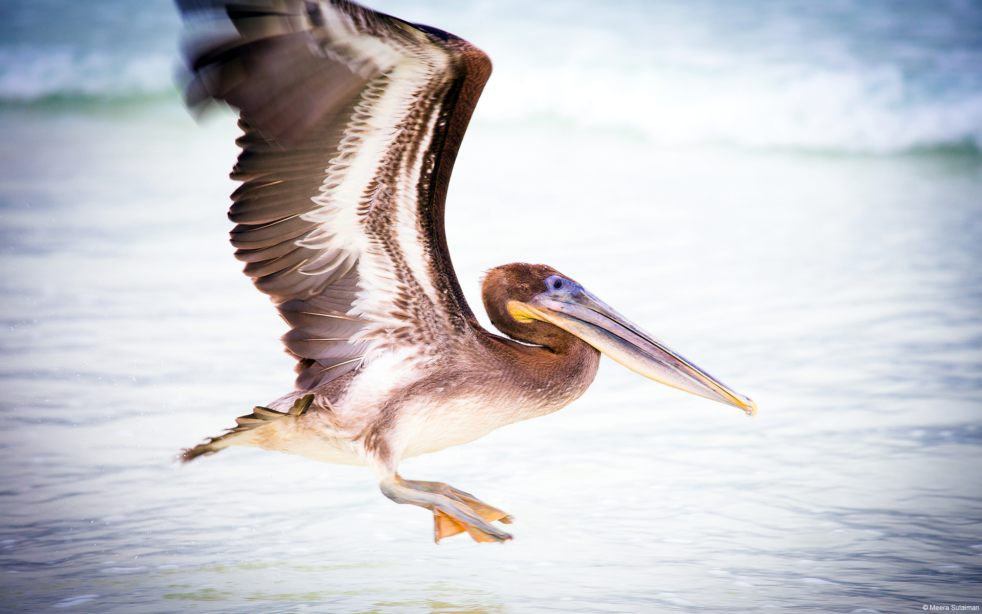 Pelican Bird 4k - HD Wallpaper 