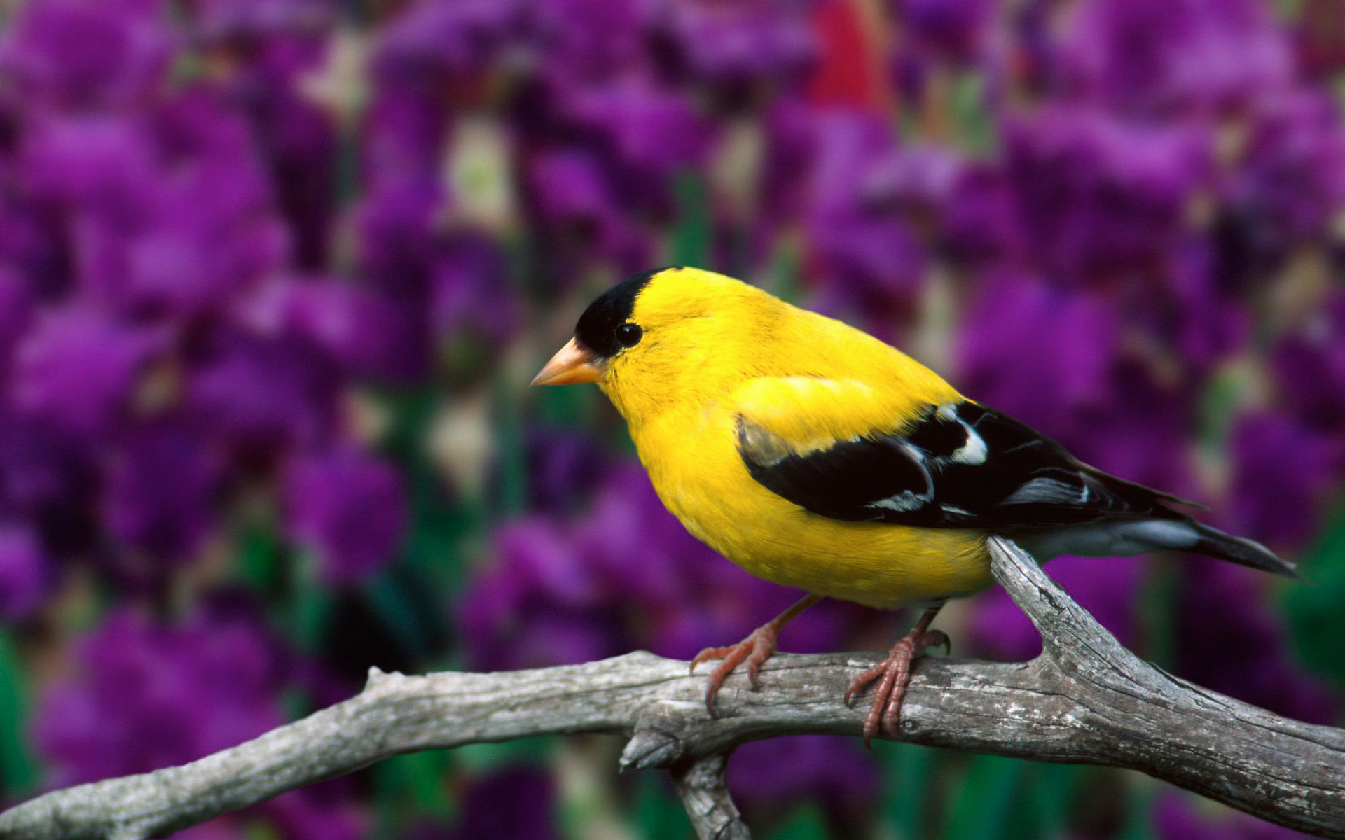 American Goldfinch - HD Wallpaper 