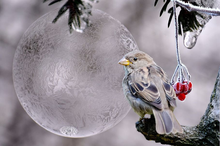 Gray And Black Bird On Tree Branch, Winter, Berries, - Frost Bird - HD Wallpaper 