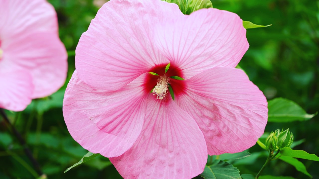 在那桃花盛开的地方 - HD Wallpaper 