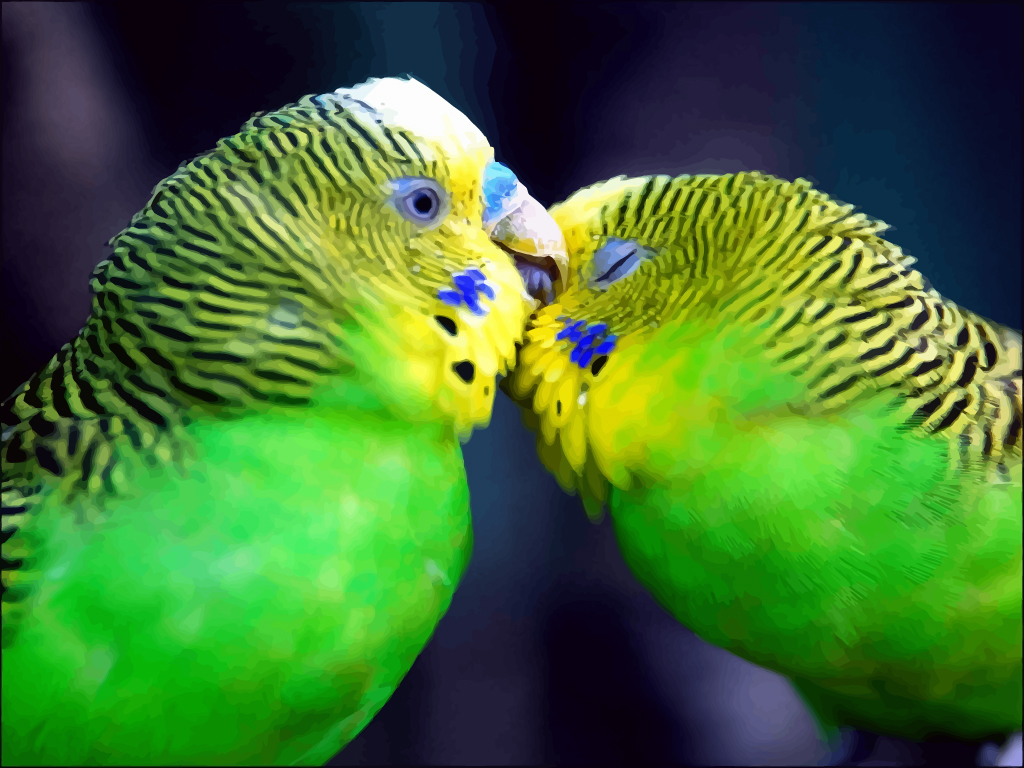Parakeet Images Hd - HD Wallpaper 