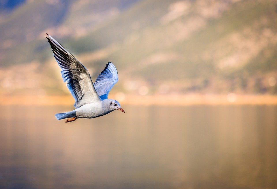 Fast Shutter Speed Animals - HD Wallpaper 
